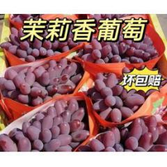 茉莉香葡萄新鲜无籽玫瑰香郁金香现摘现发4斤当季水果