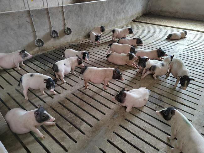 巴马香猪 20斤以下 巴马香猪 20斤以下
