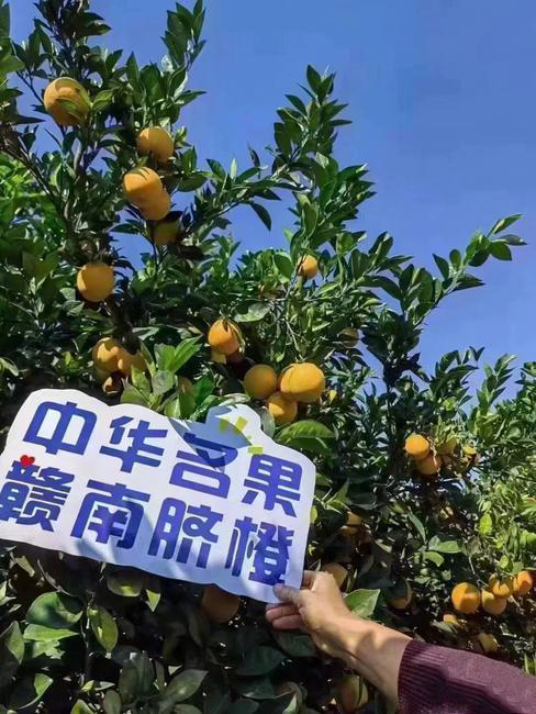 赣南脐橙大量上市 一件代发 批发零售 现摘现发 赣南脐橙大量上市 一件代发 批发零售 现摘现发