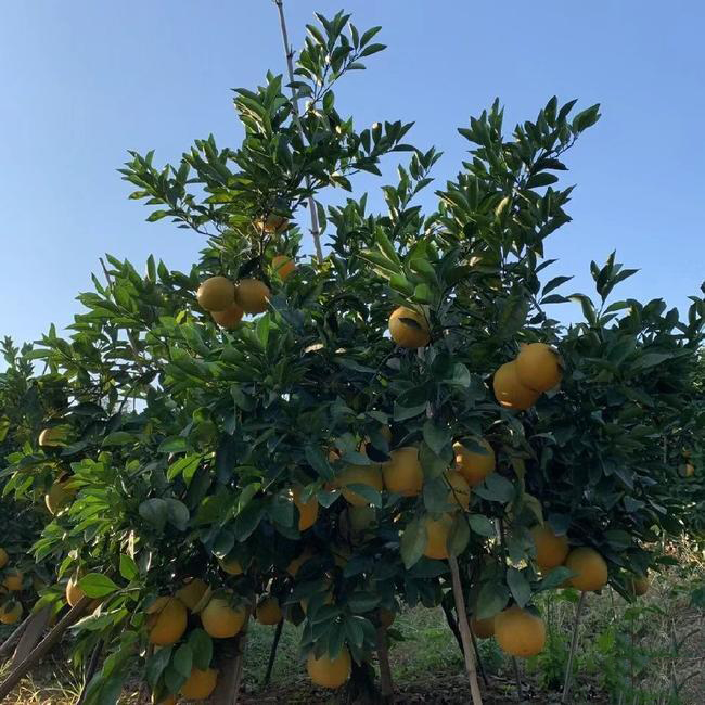 赣南脐橙大量上市 一件代发 批发零售 现摘现发 赣南脐橙大量上市 一件代发 批发零售 现摘现发