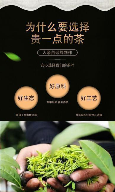 毛尖茶 新茶嫩芽信阳毛尖头采碎茶断芽茶叶浓香口粮茶