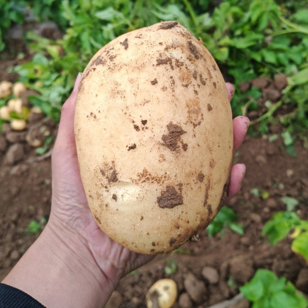 土豆大量上市，产地直发，品种齐全，承接电商，市场，入库商
